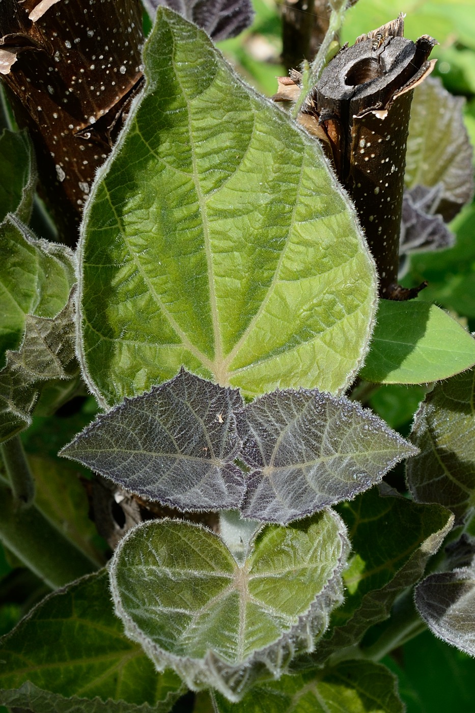 Image of Paulownia tomentosa specimen.