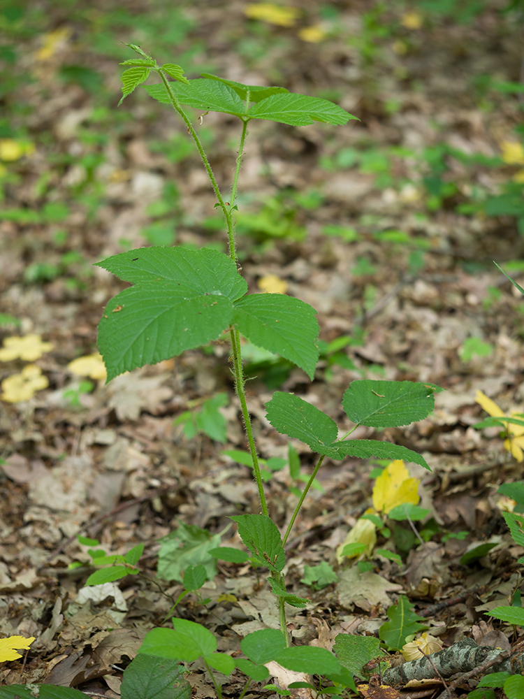 Изображение особи Rubus caucasicus.