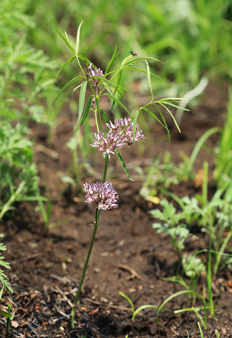 Image of Cynanchum purpureum specimen.