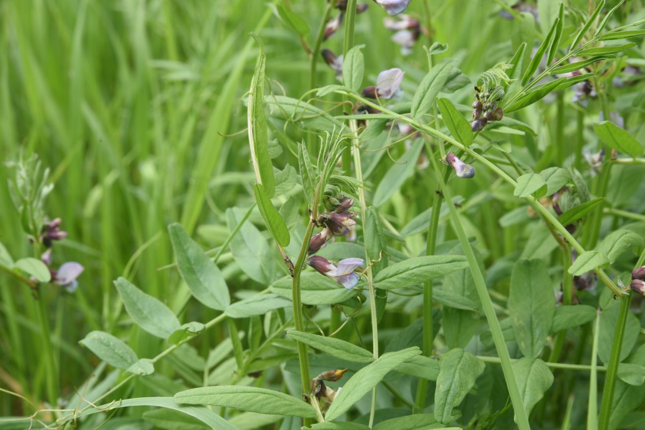 Image of Vicia sepium specimen.