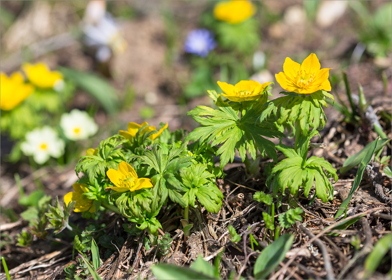 Изображение особи Trollius ranunculinus.