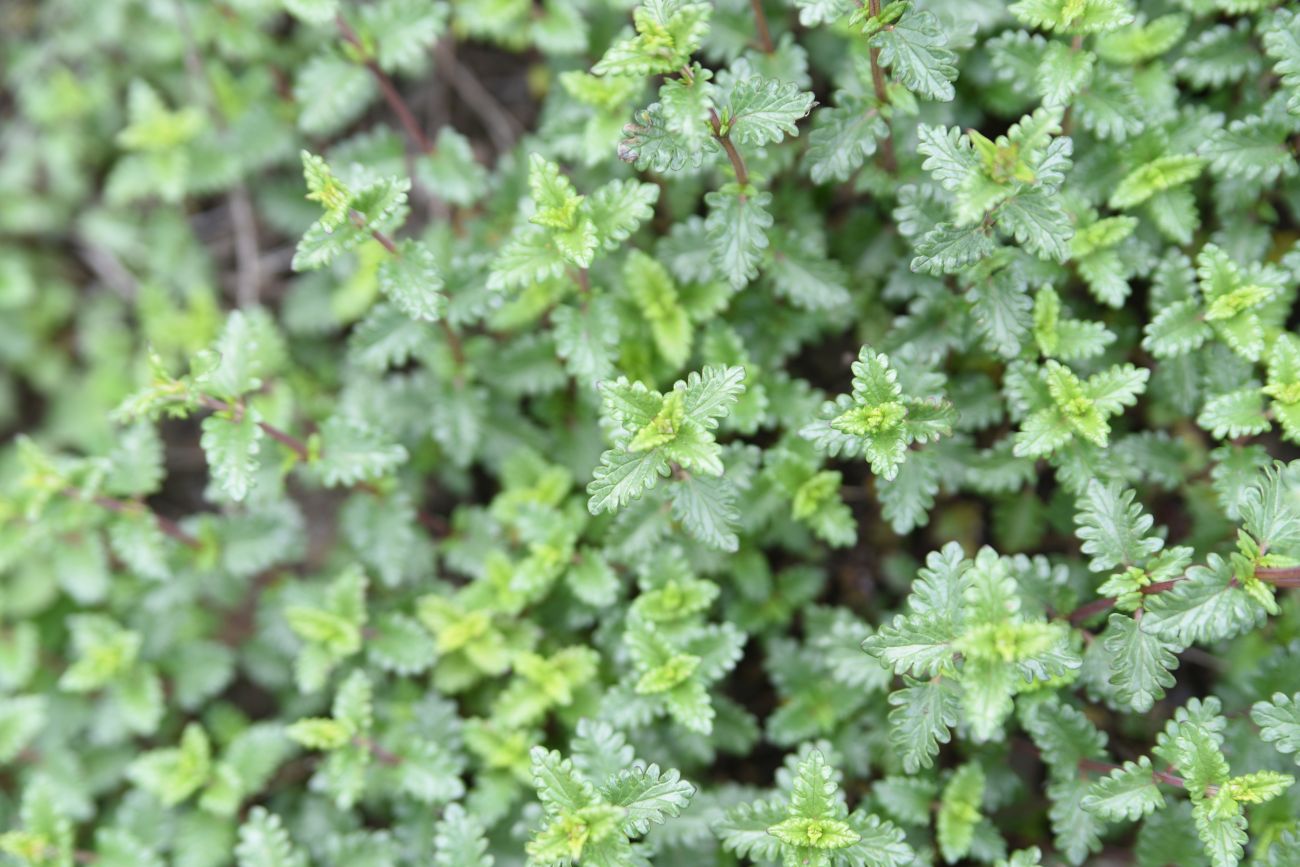 Image of genus Scutellaria specimen.