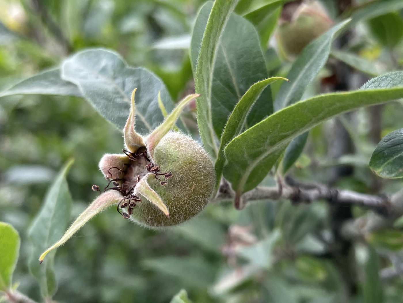 Image of Mespilus germanica specimen.