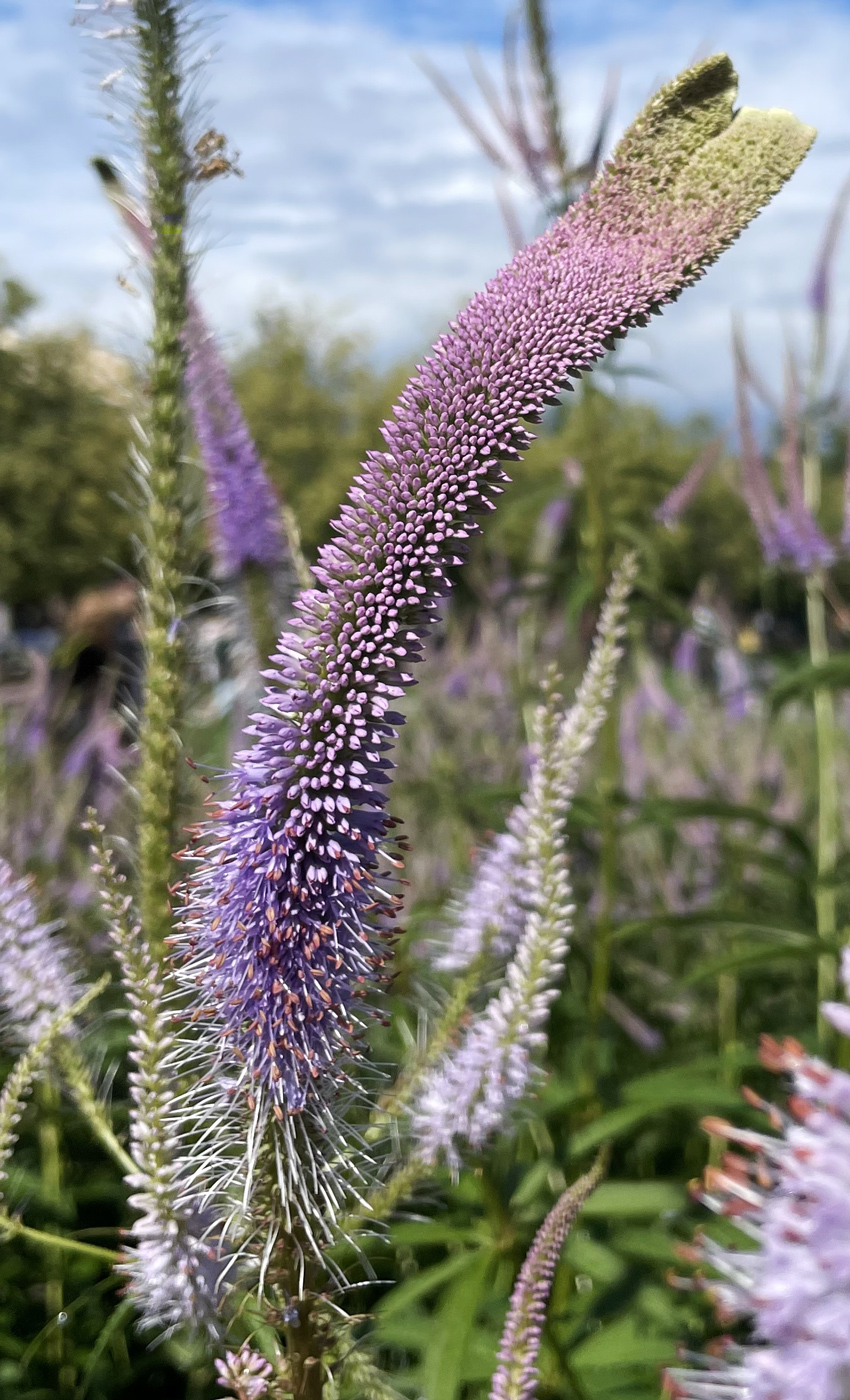 Image of Veronicastrum virginicum specimen.