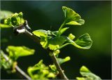 Ginkgo biloba