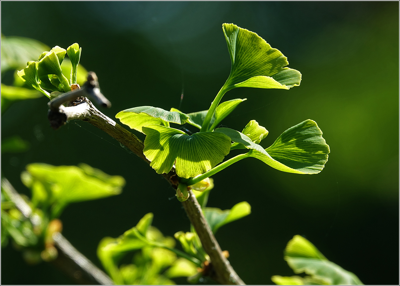 Image of Ginkgo biloba specimen.