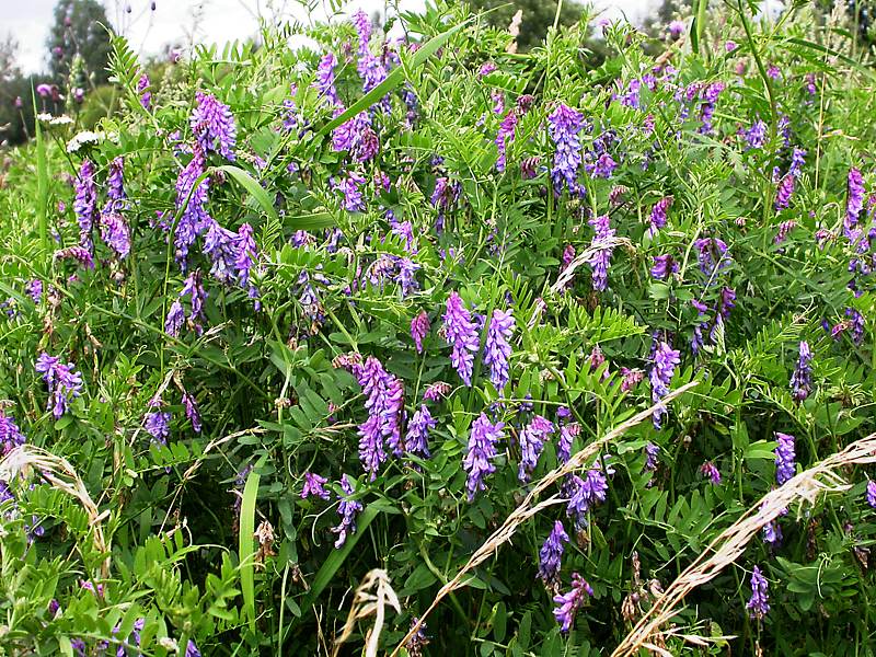 Image of Vicia cracca specimen.