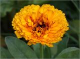 Calendula officinalis