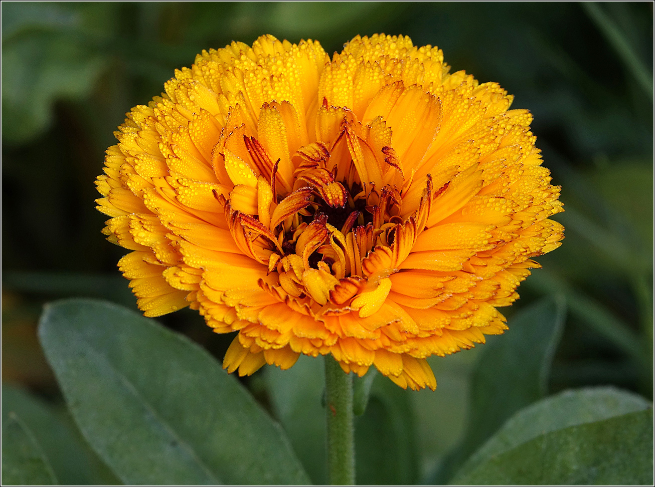 Изображение особи Calendula officinalis.