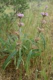 Phlomis salicifolia