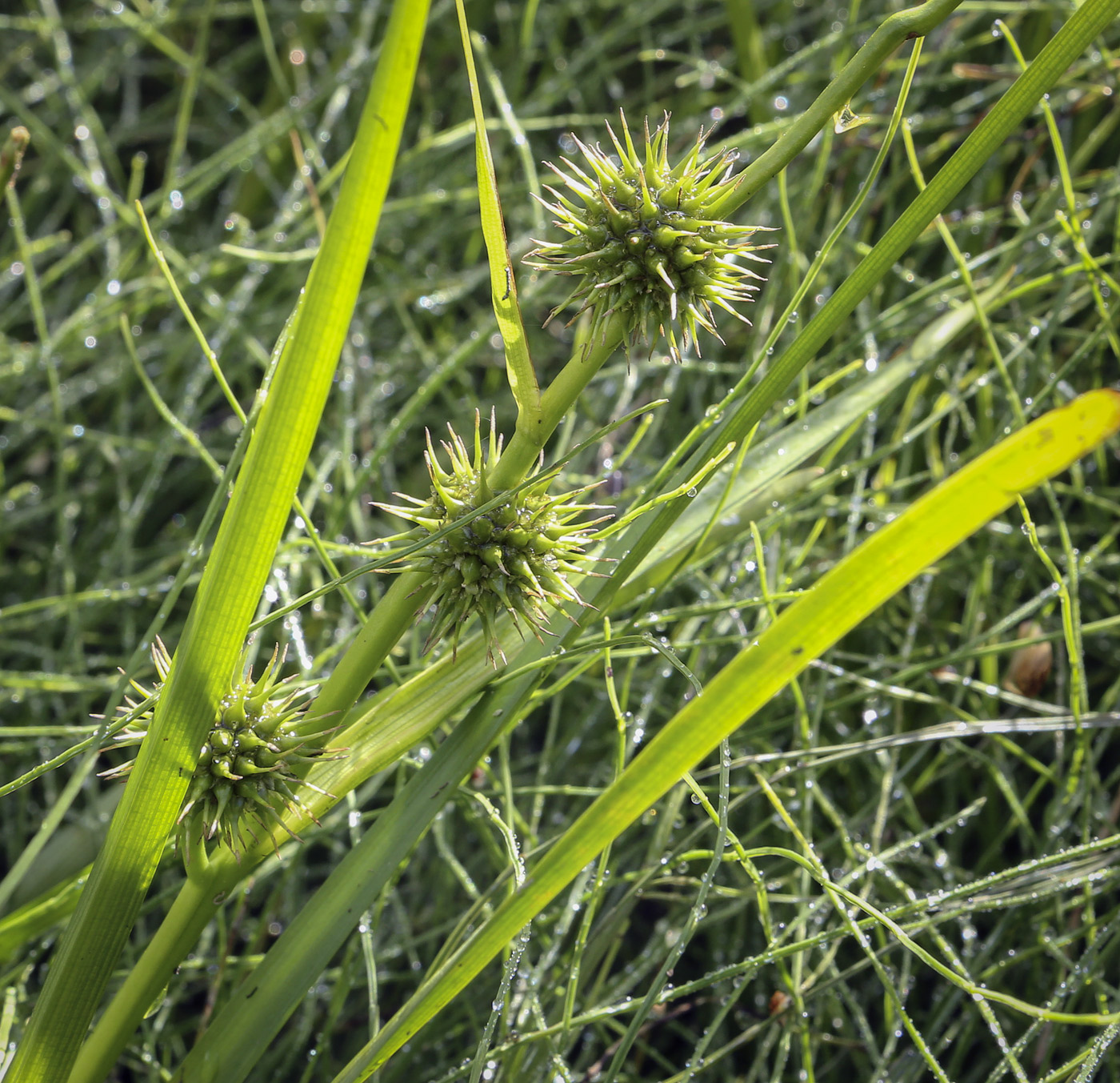 Image of Sparganium emersum specimen.