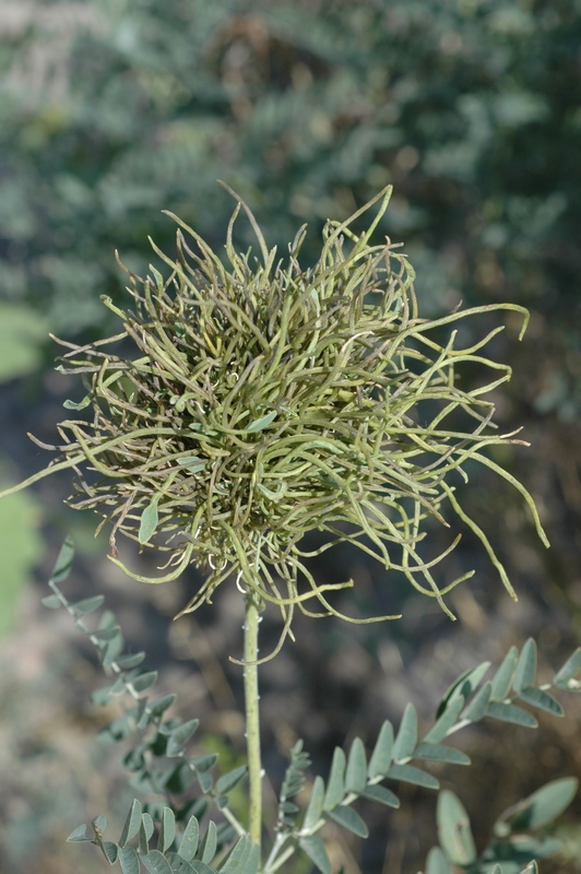 Изображение особи Pseudosophora alopecuroides.