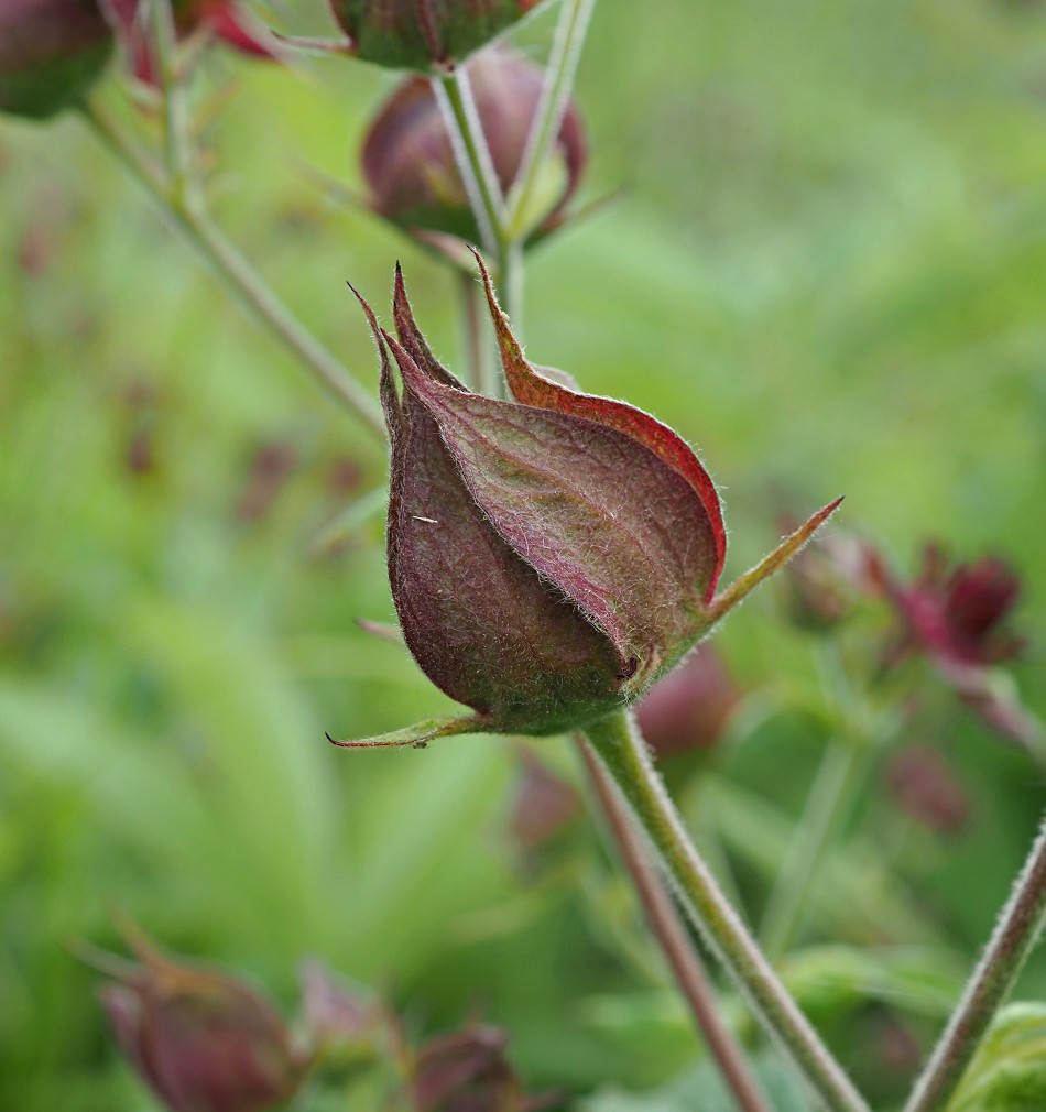 Image of Comarum palustre specimen.