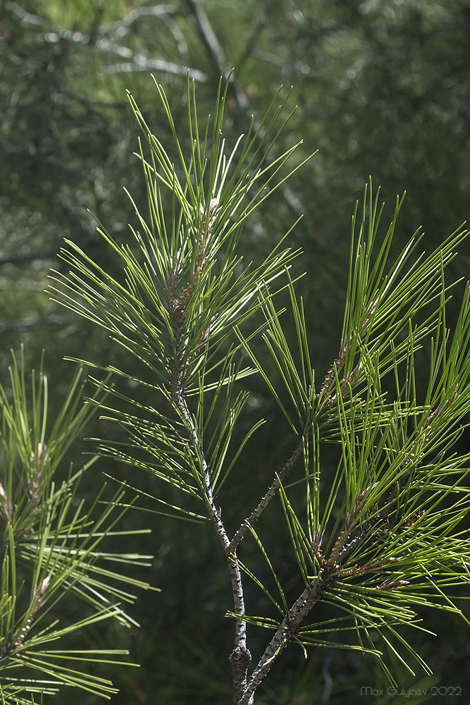 Image of Pinus halepensis specimen.