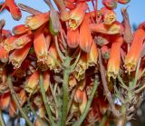 Aloe striata