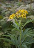 Senecio cannabifolius