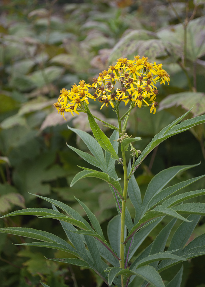 Image of Senecio cannabifolius specimen.