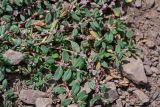 Polygonum cognatum