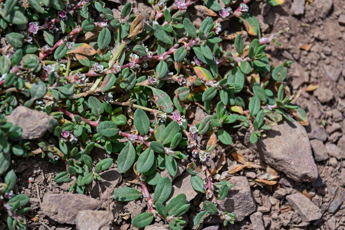 Изображение особи Polygonum cognatum.