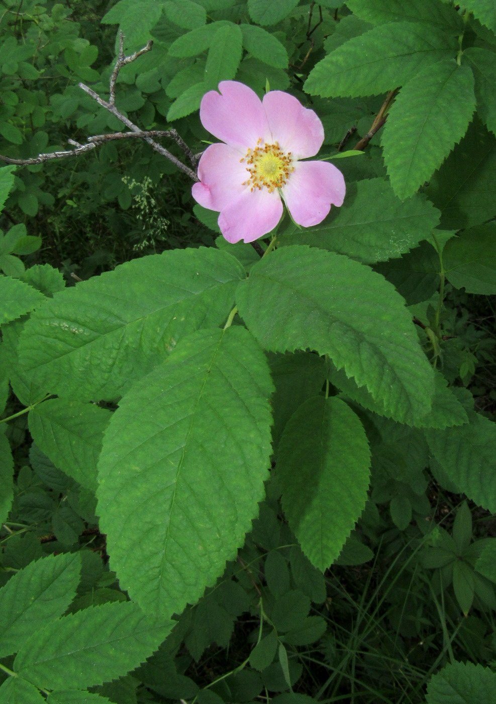 Image of Rosa balachtensis specimen.