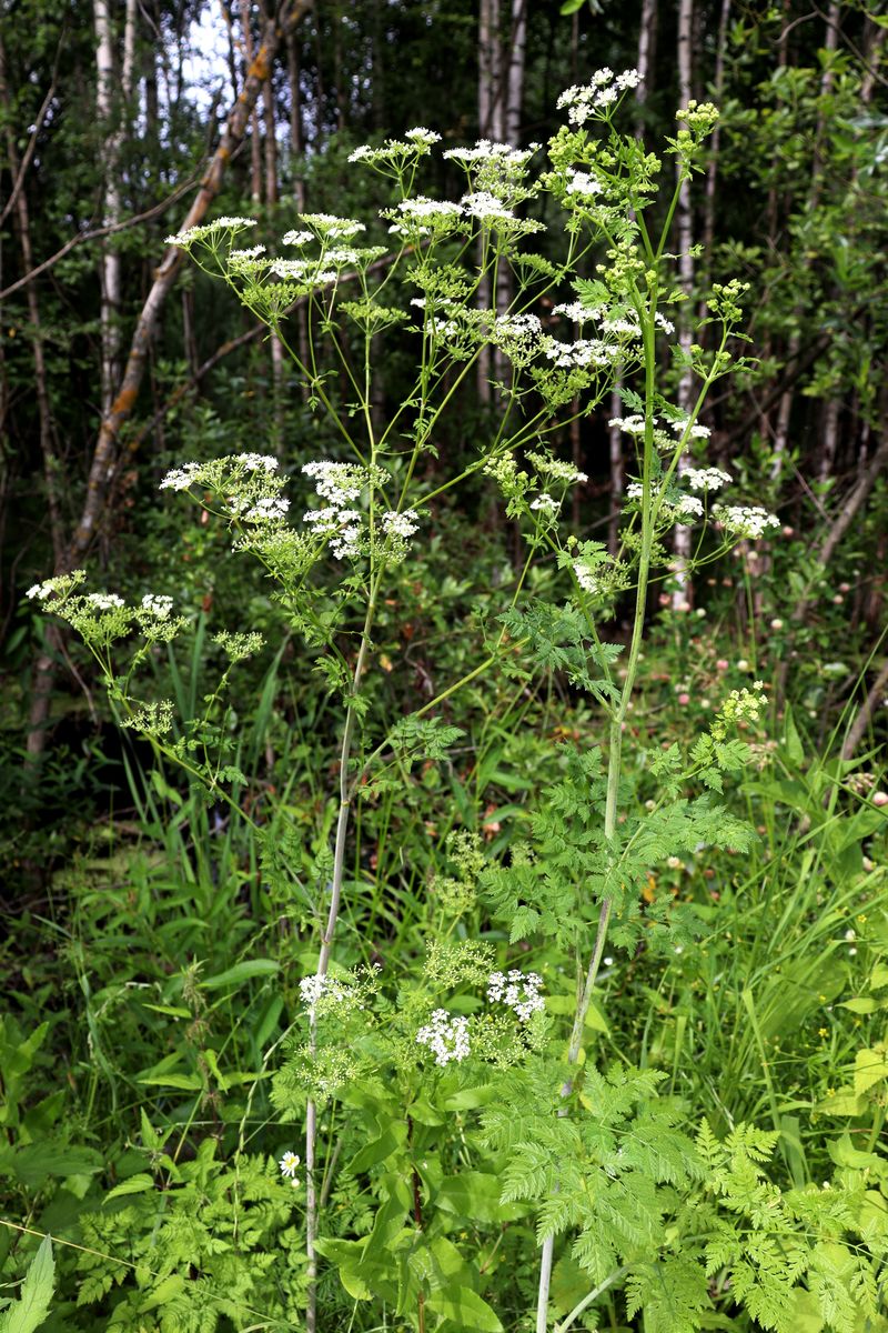 Изображение особи Conium maculatum.