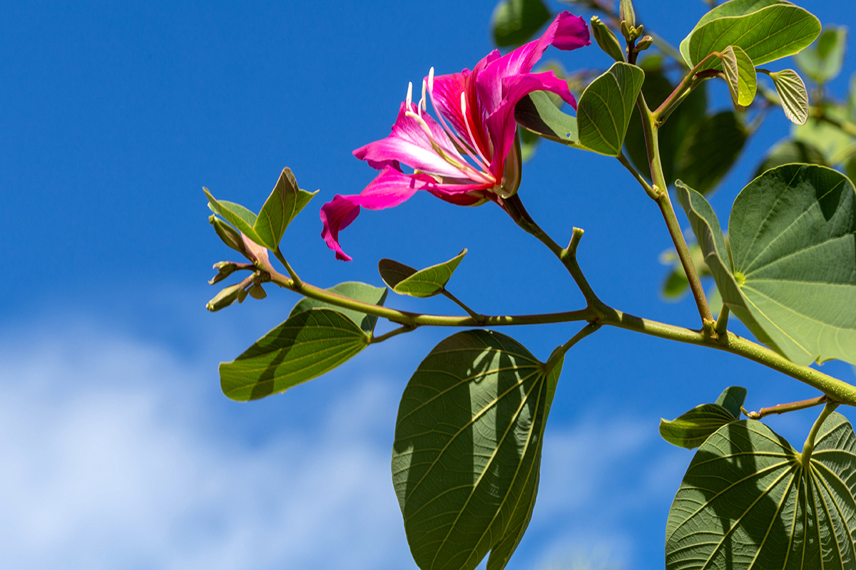 Image of Bauhinia variegata specimen.