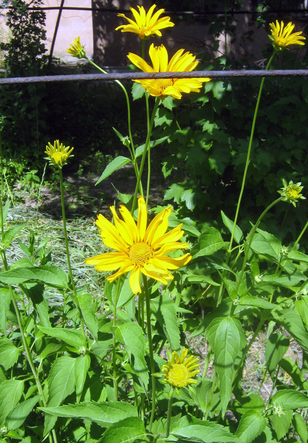 Изображение особи семейство Asteraceae.