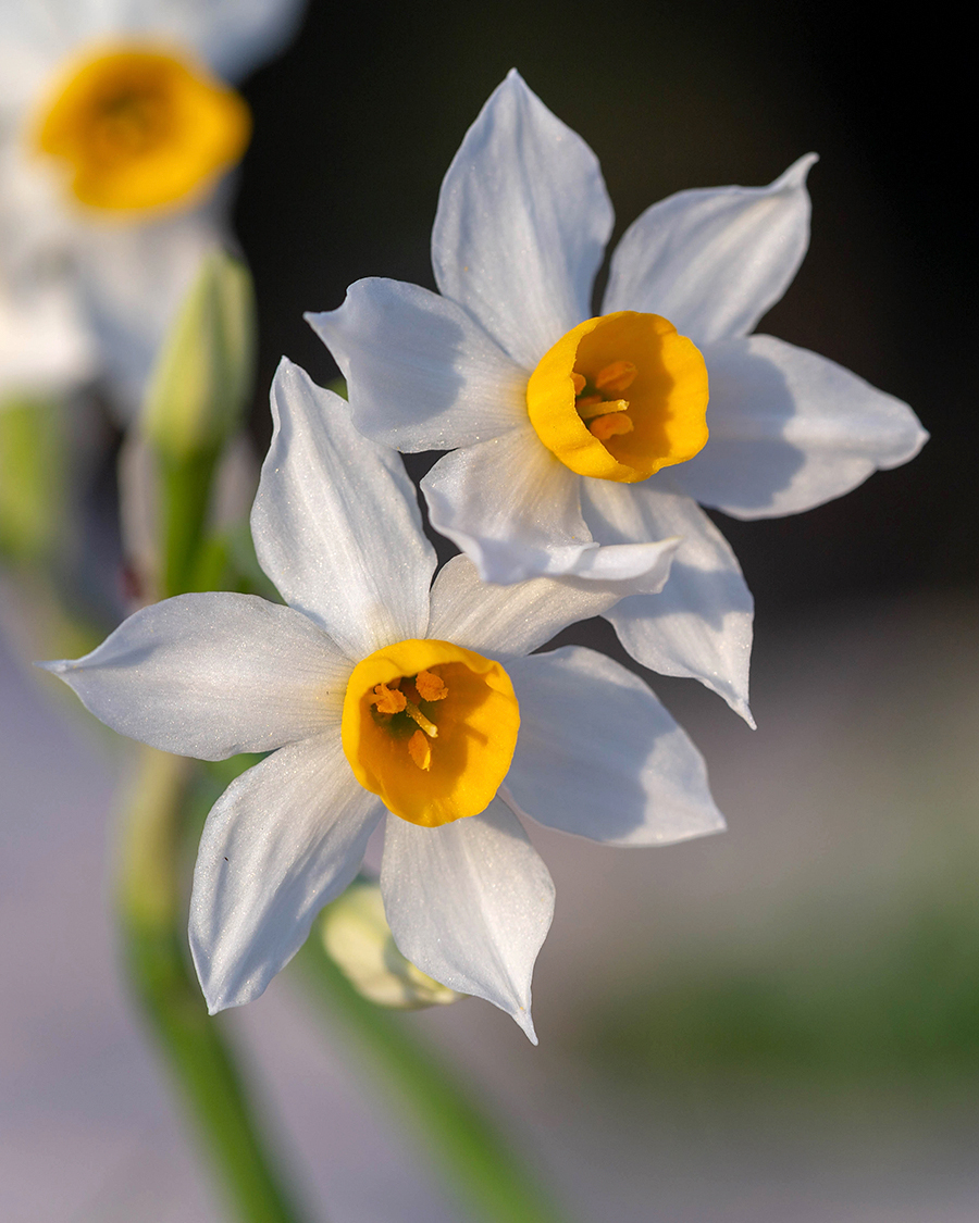 Image of Narcissus tazetta specimen.