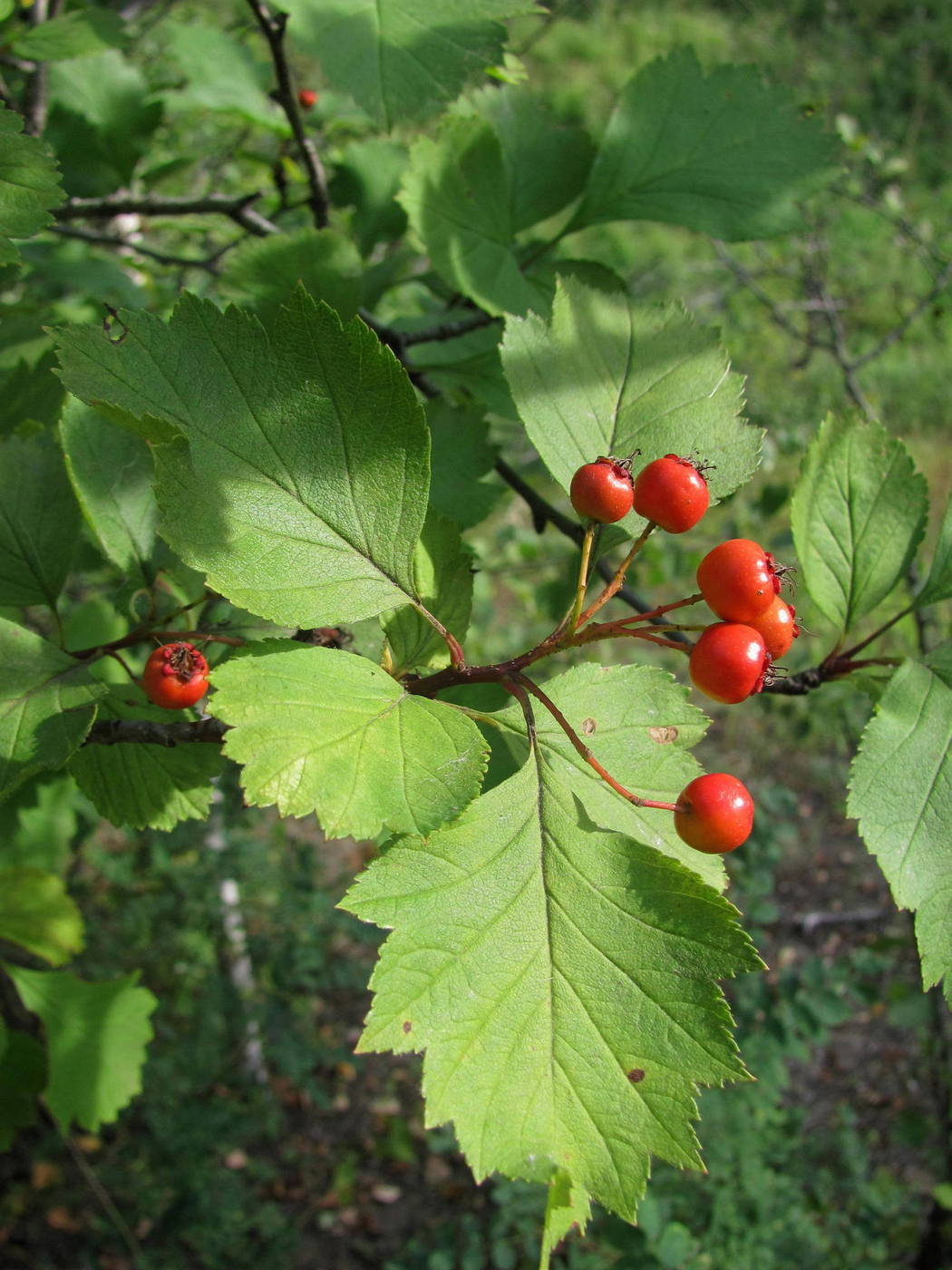 Изображение особи Crataegus sanguinea.