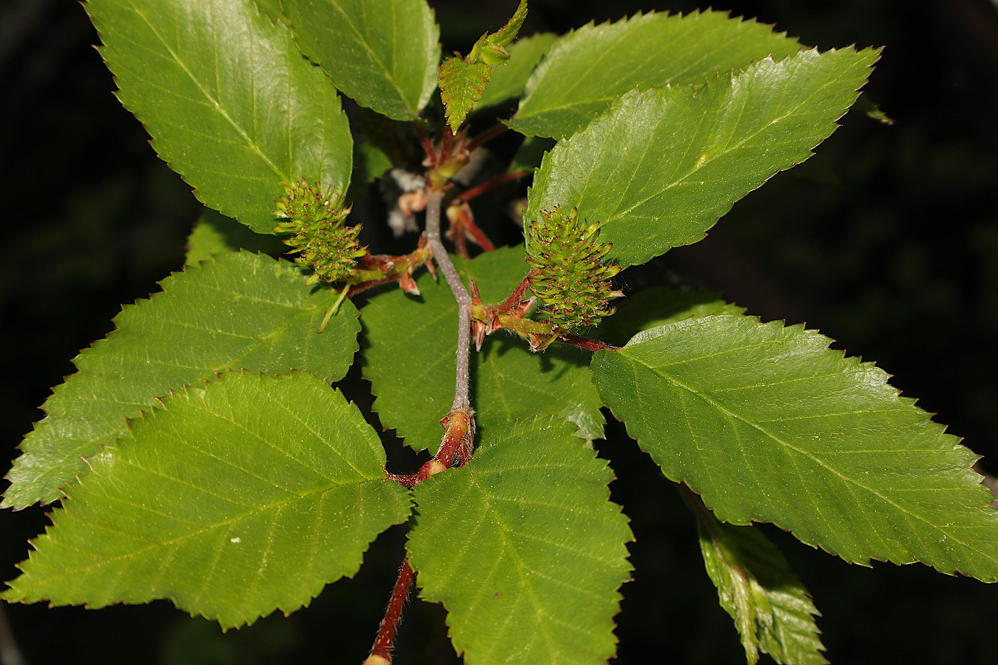 Image of Betula chinensis specimen.