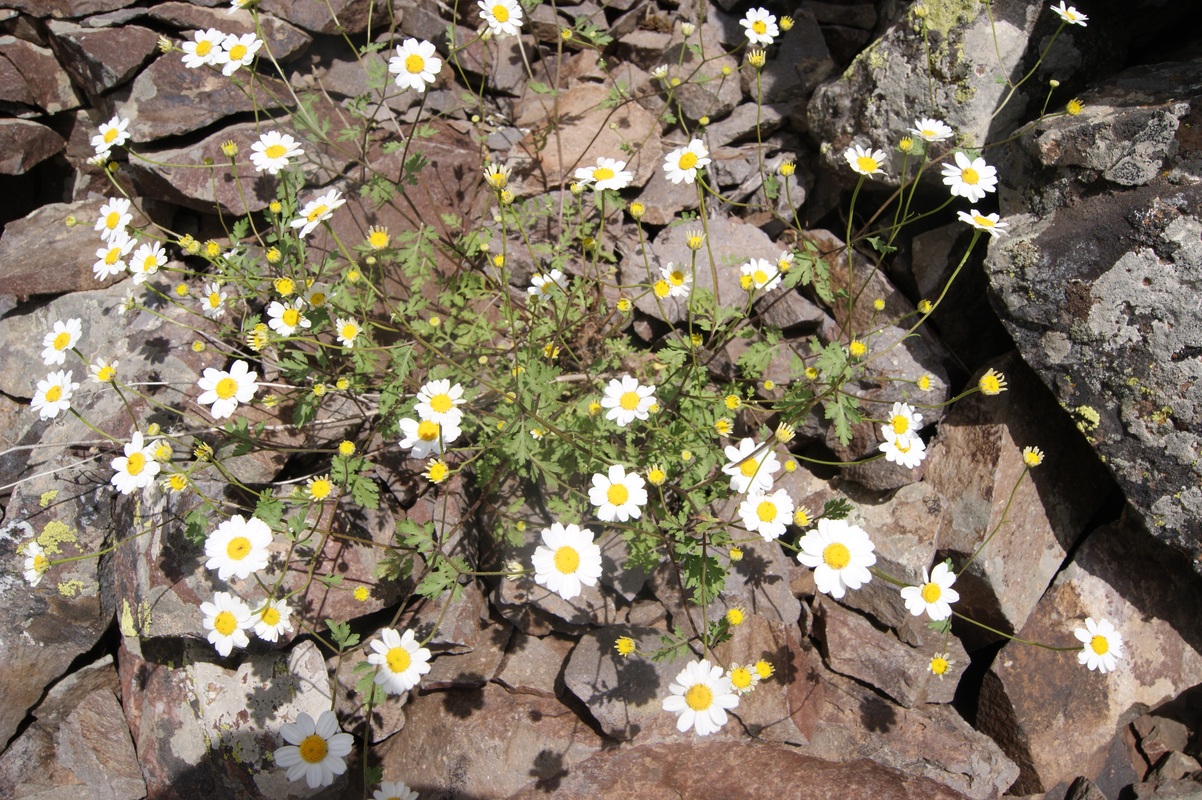 Изображение особи Pyrethrum grossheimii.