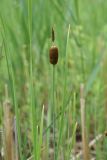 Typha minima