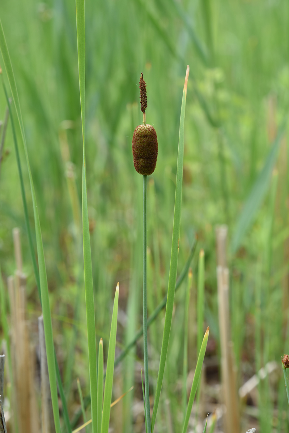 Изображение особи Typha minima.