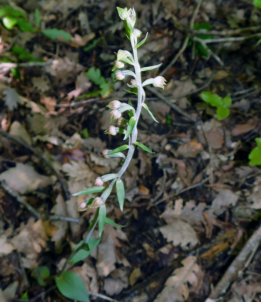 Изображение особи Epipactis microphylla.