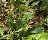 Pulmonaria mollis