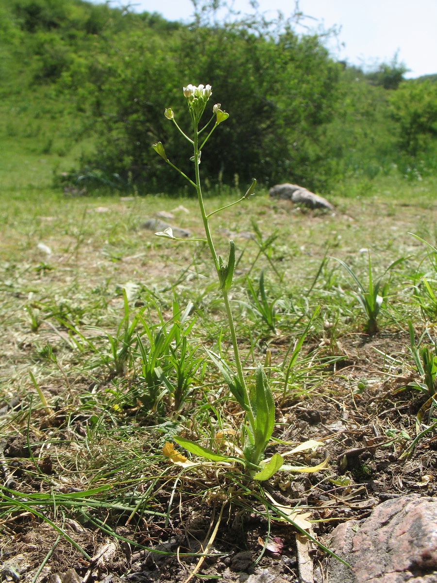 Изображение особи Capsella bursa-pastoris.