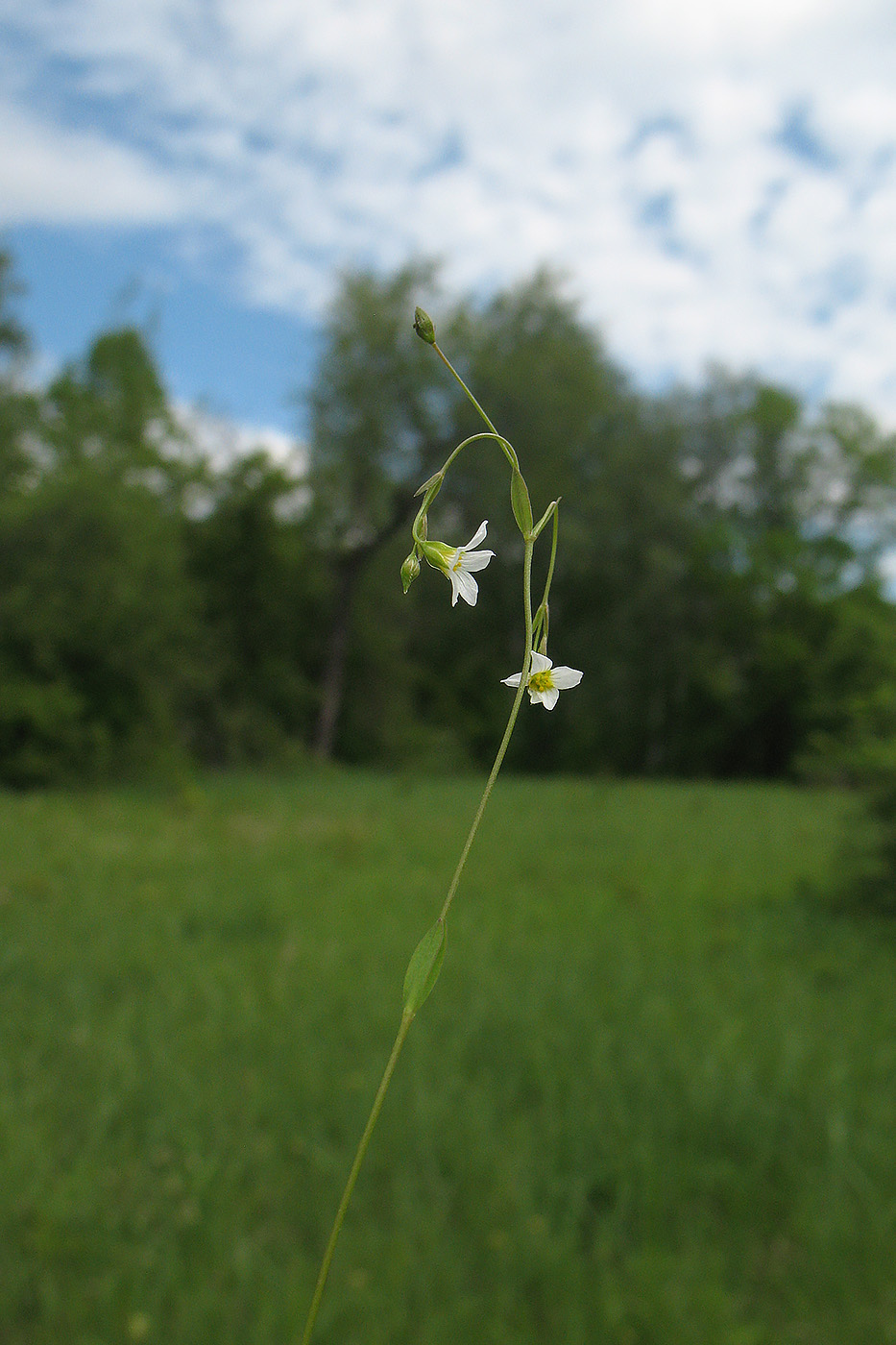 Изображение особи Linum catharticum.