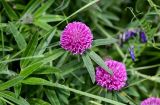 Trifolium alpestre