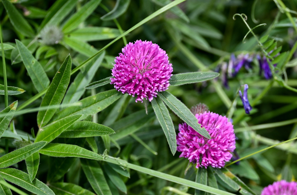Image of Trifolium alpestre specimen.