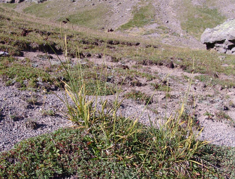 Image of Carex oligantha specimen.