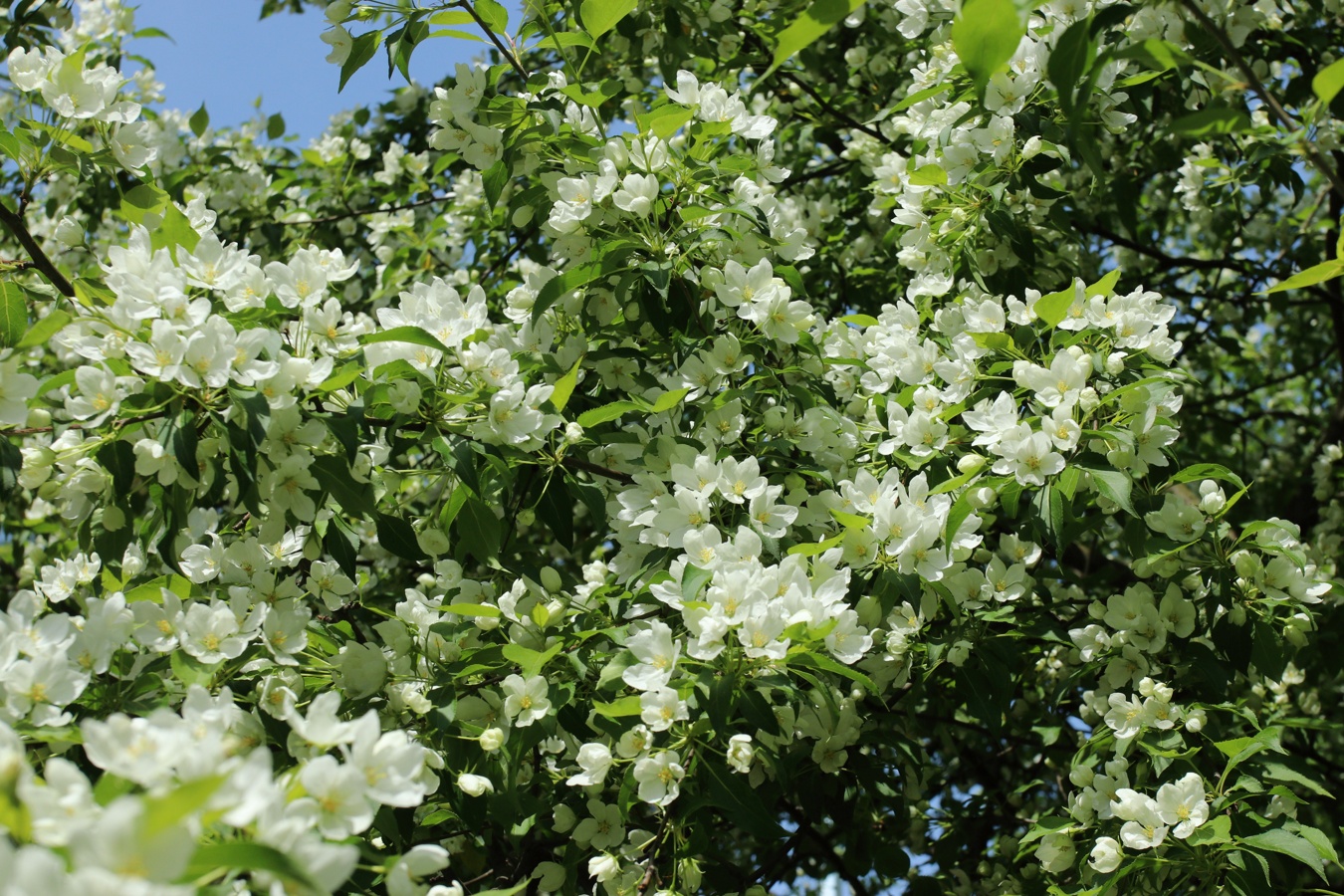 Image of Malus baccata specimen.