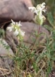 Pedicularis ludwigii