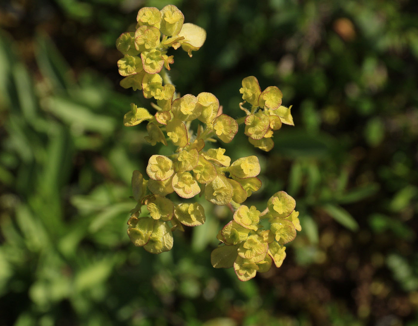 Изображение особи Patrinia sibirica.