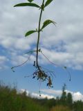 Epilobium palustre. Нижняя часть извлечённого из почвы растения (видны побеги возобновления - надземные столоны). Окр. Томска, низинное болотце. 26.08.2009.