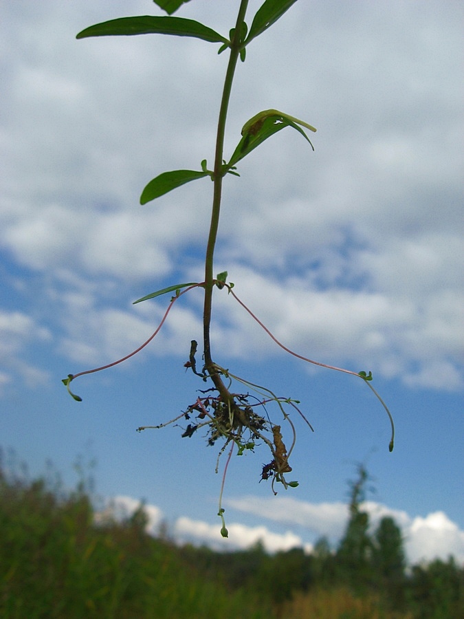 Image of Epilobium palustre specimen.