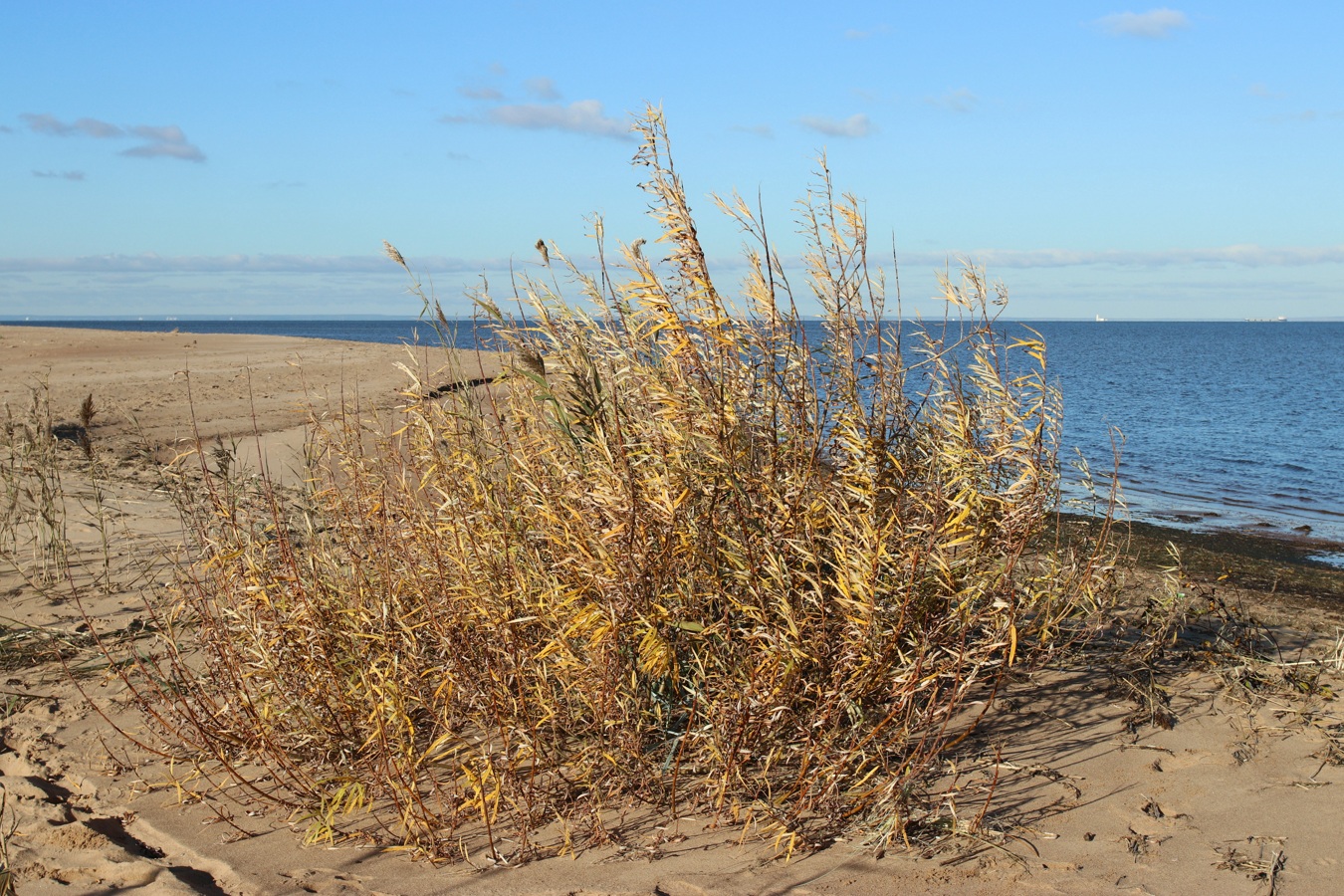 Image of Salix viminalis specimen.