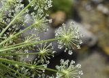 familia Apiaceae. Часть соцветия. Испания, Каталония, пров. Жирона, комарка Рипольес, муниципалитет Сеткасес, курорт \"Вальтер 2000\", ≈2150 м н.у.м., верховья р. Тер, каменистый берег вдоль каскадов. 10.07.2022.