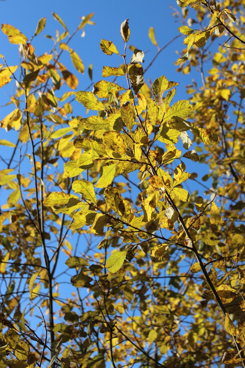 Image of Salix aurita specimen.