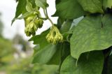 Telosma cordata. Часть побега с развивающимися соцветиями. Таиланд, Бангкок, Донмыанг, жилой квартал, на заборе, в культуре. 11.09.2023.