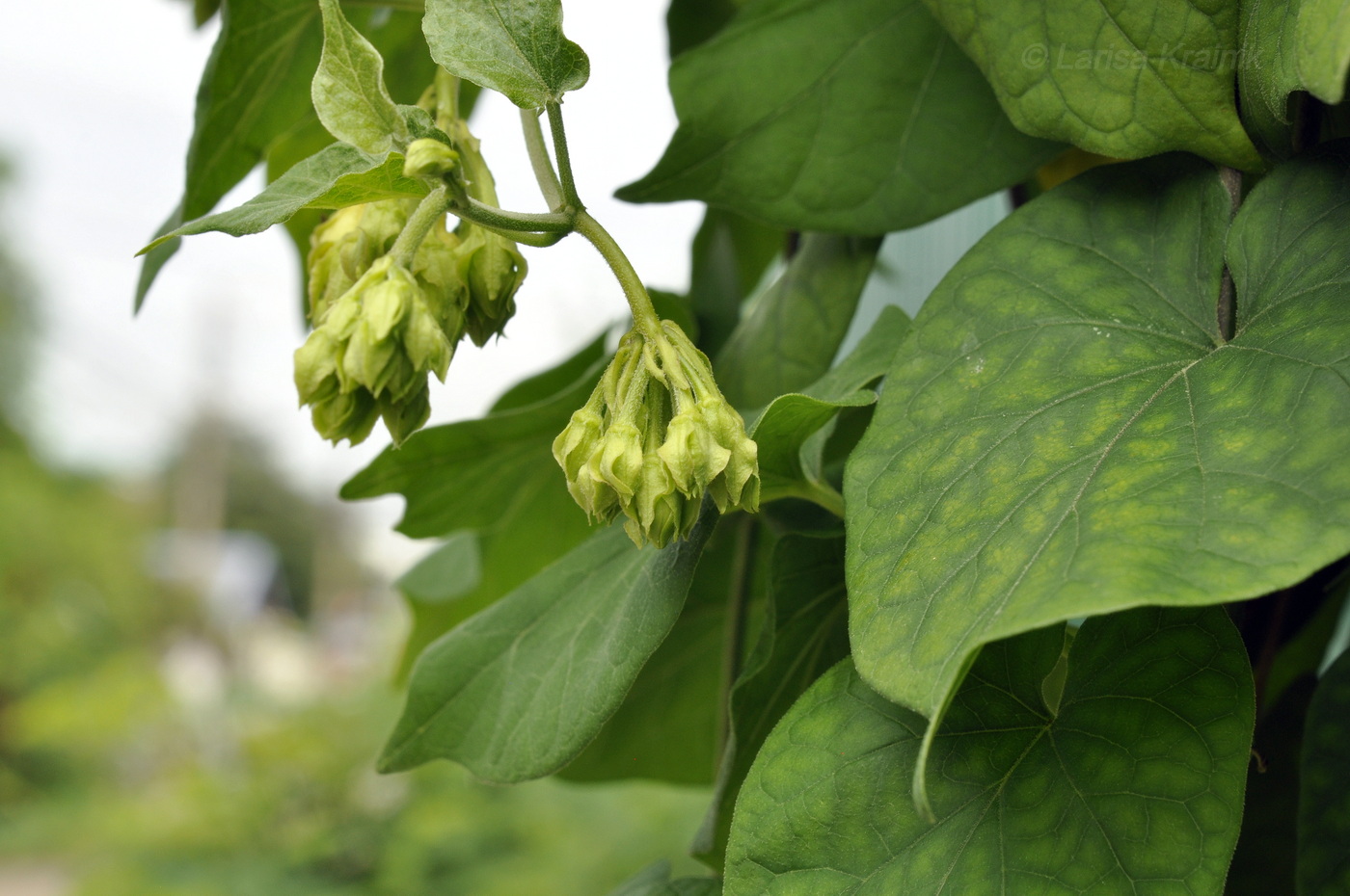 Изображение особи Telosma cordata.